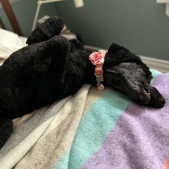 Meet your Posher, Sarah - Picture 7 of 9